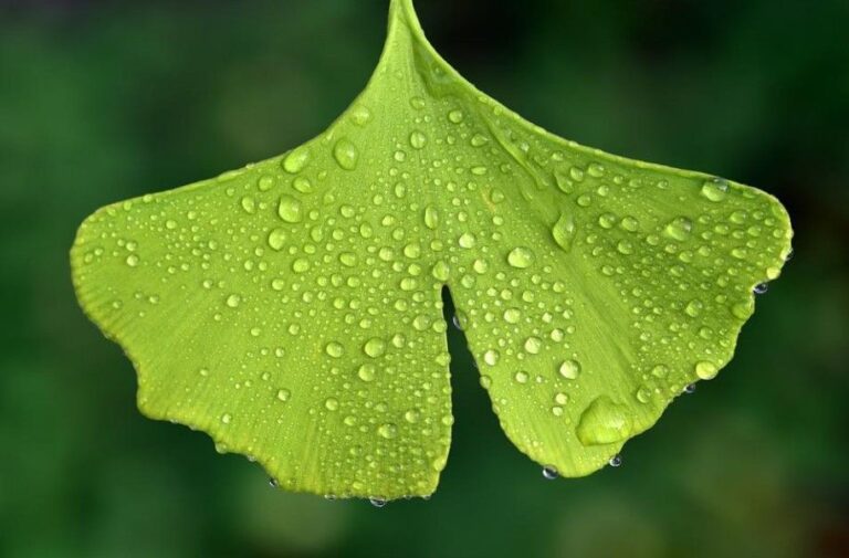 Leaf of Ginkgo Biloba